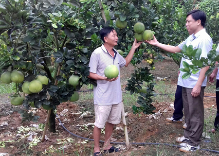 Lãnh đạo huyện Văn Yên thăm mô hình trồng bưởi Diễn của gia đình ông Vũ Gia Biên ở thôn 3, xã Lâm Giang.